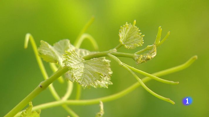 Informativo Telerioja - Informativo Telerioja - 02-08-2024