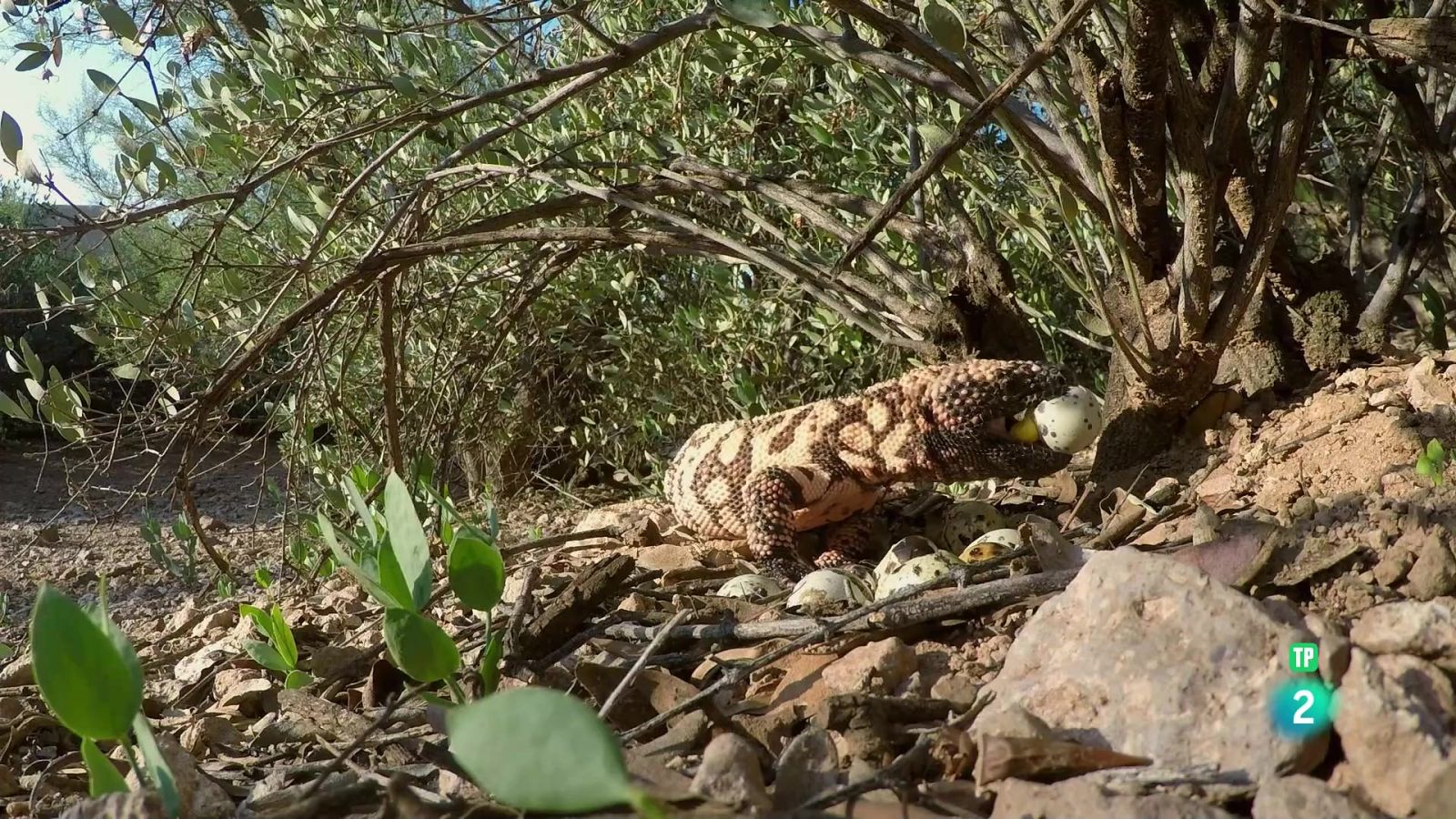 Grans Documentals - Mèxic indòmit | Viure un altre dia - Veure ara