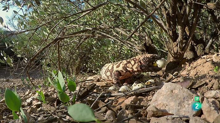 Som Documentals - Mèxic indòmit | Viure un altre dia