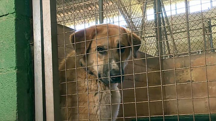 El mundo en 24 horas - ¿Cómo actuar si te encuentras un perro abandonado?