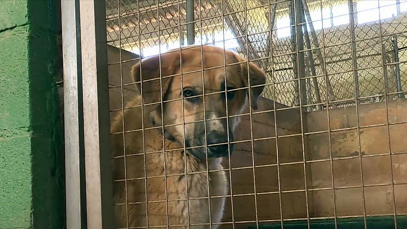 ¿Cómo actuar si te encuentras un perro abandonado? - El mundo en 24 horas | Ver