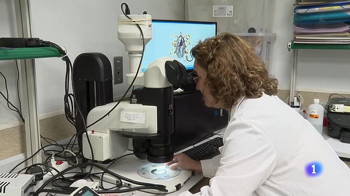 Panorama Regional - Panorama Regional 2 - 06/08/24