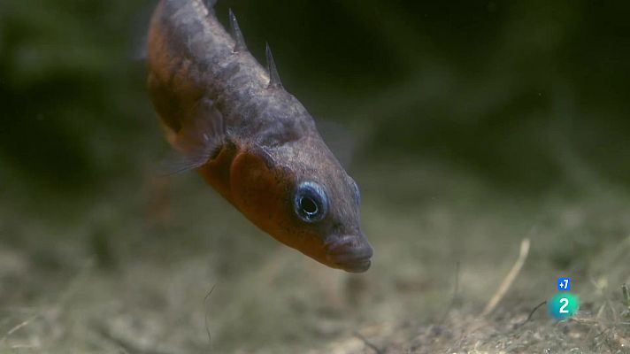 Som Documentals - Una història de peixos