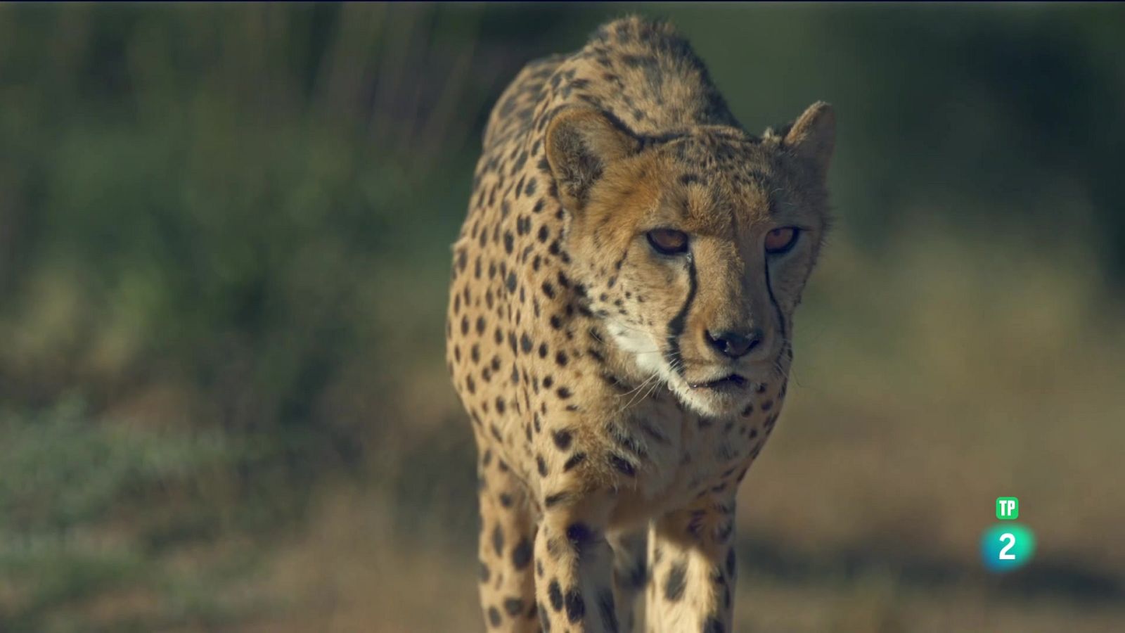 Grans Documentals - L'alè del guepard - Veure ara