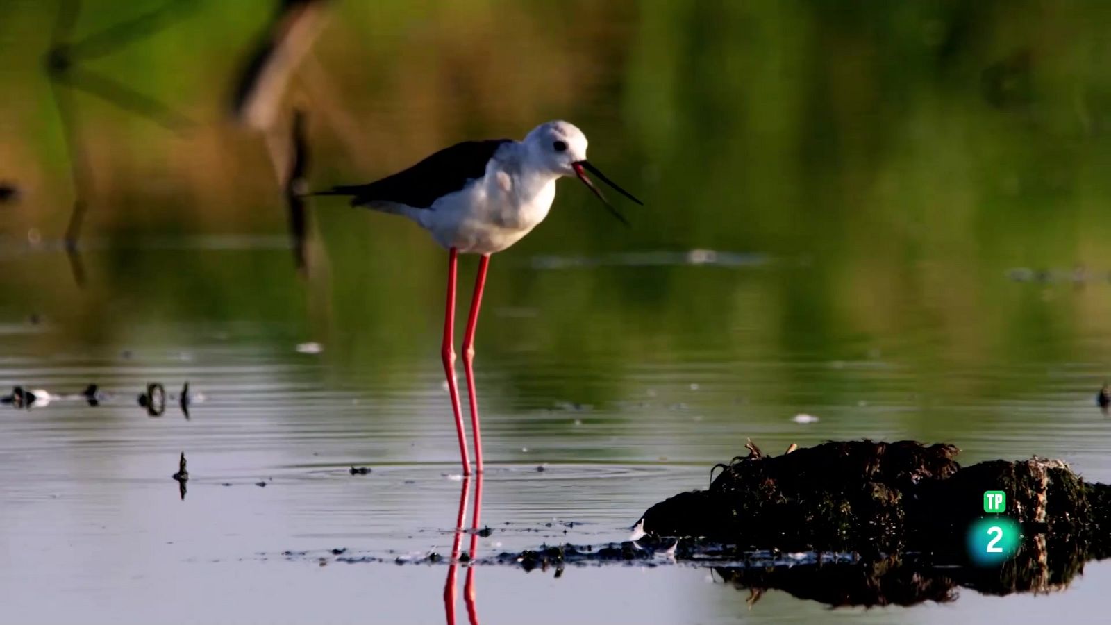 Grans Documentals - La gran estació de trànsit de les aus: el Marja - Veure ara