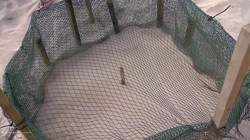 L'Informatiu de la Comunitat Valenciana 2 - 07/08/24 | Ver