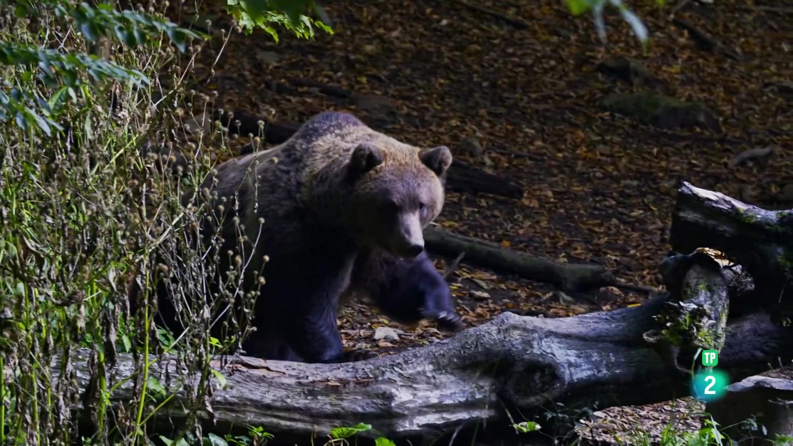 Grans Documentals - Depredadors dels Carpats | El regne de l'ós - Veure ara