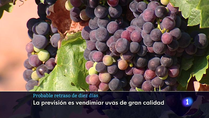 Informativo Telerioja  - 09/08/24 - Ver ahora | Ver