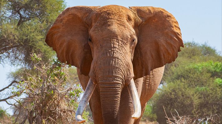  - Día Mundial del Elefante: las tres especies que existen están en peligro