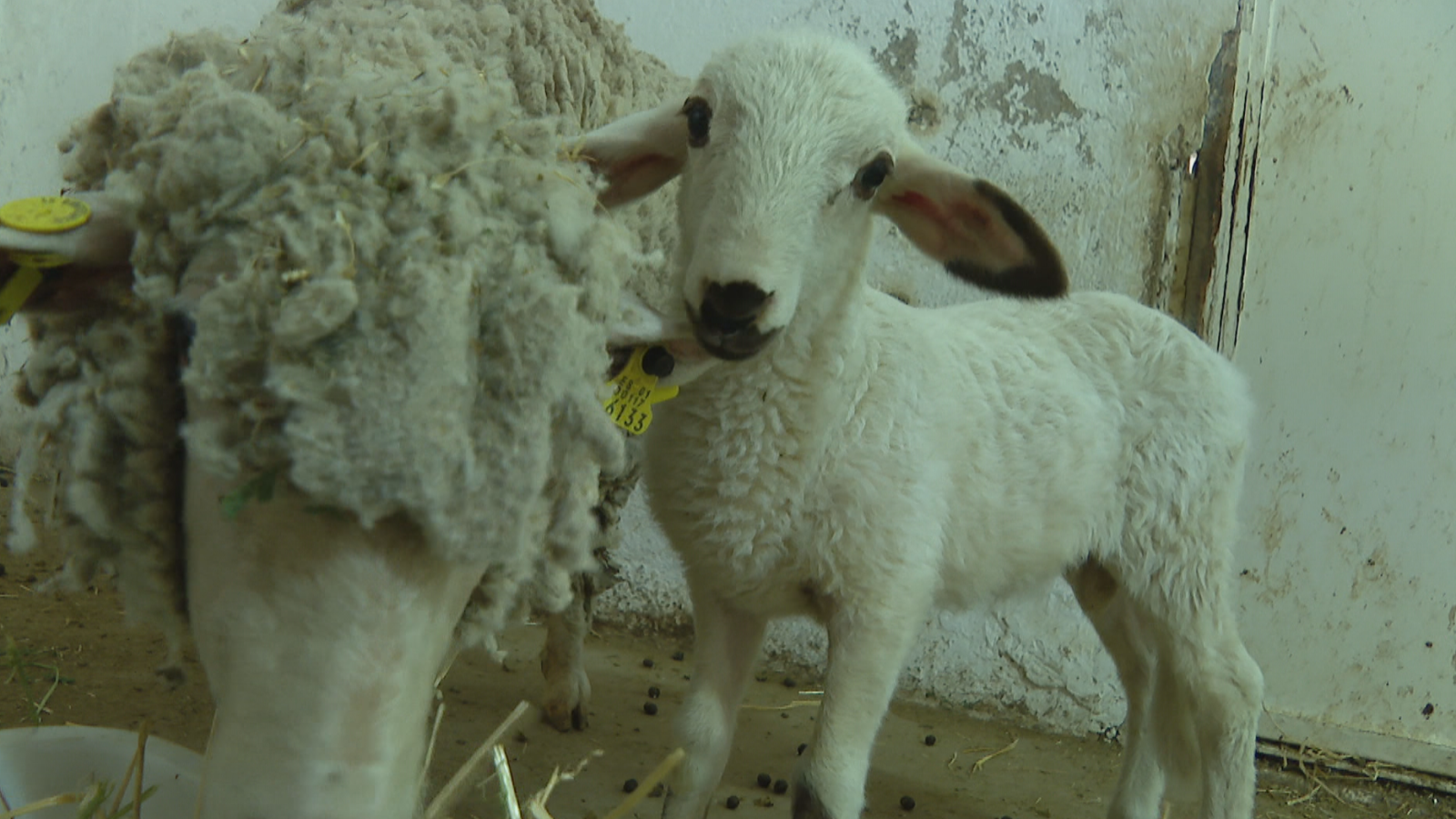 Teodoro, el primer cordero que permitirá estudiar la fecundación - La tarde en 24h | Ver