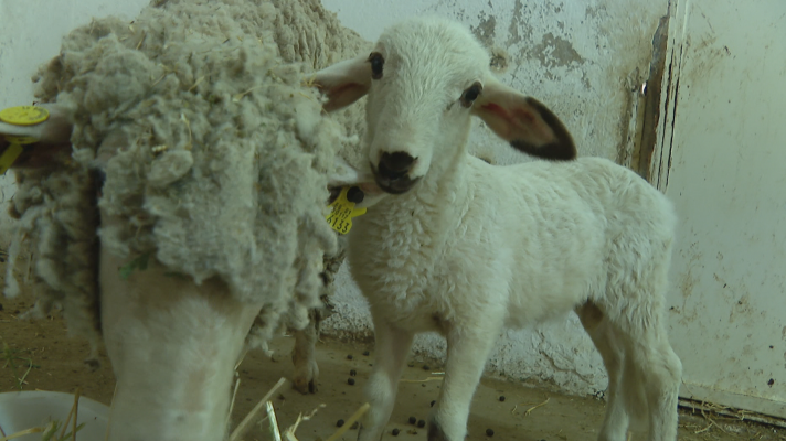La tarde en 24h - Teodoro: el primer cordero modificado genéticamente en España