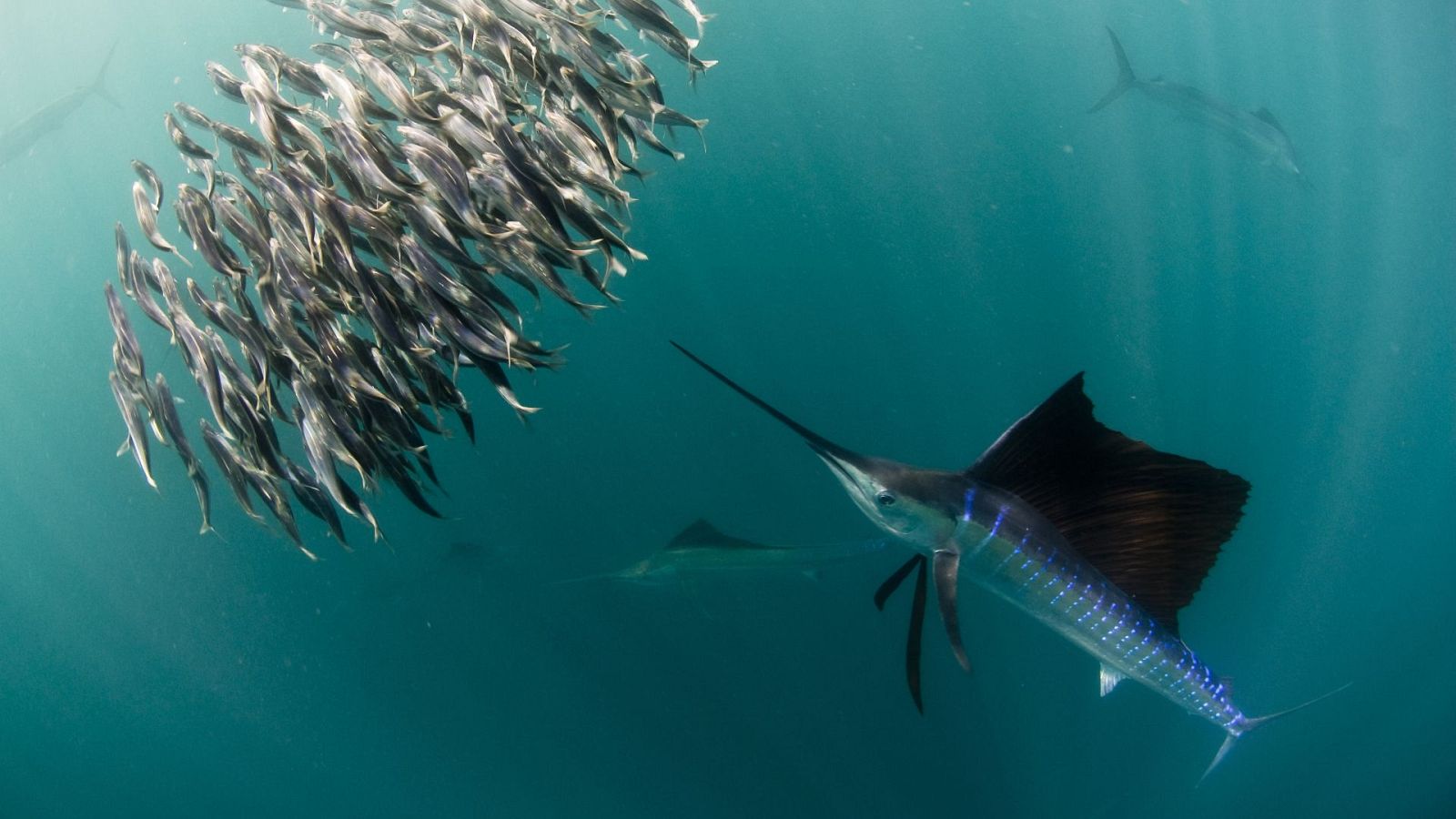 Somos documentales - One life - Ver ahora