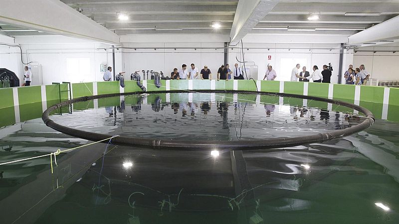 La acuicultura ya supera a la pesca | Ver