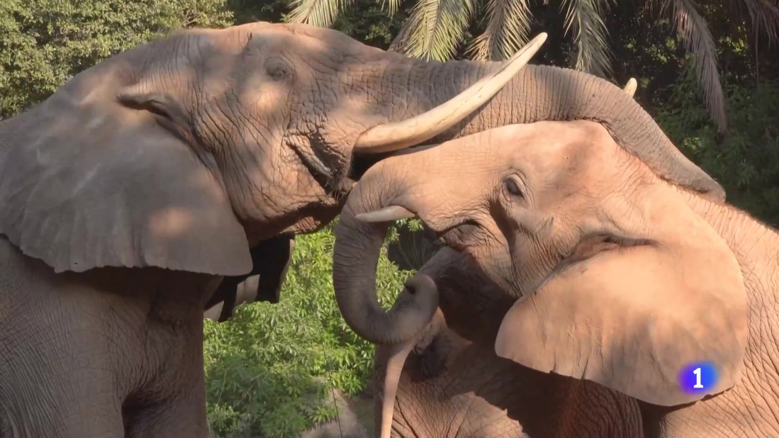 L'Informatiu de la Comunitat Valenciana 1  - 12/08/24 | Ver