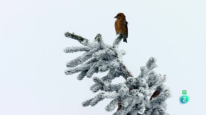 Som Documentals - El cos de l'edat de gel