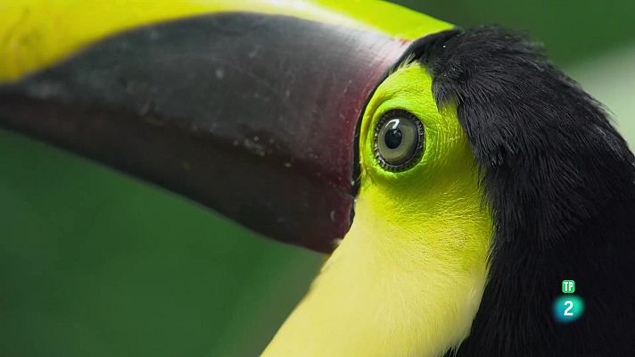 Som Documentals - La vida en color amb David Attenborough: Veure en color