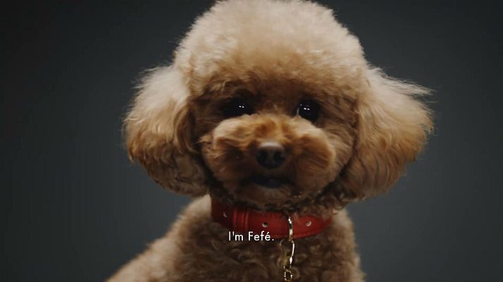La tarde en 24h - Fefé: un perfume de lujo para perros