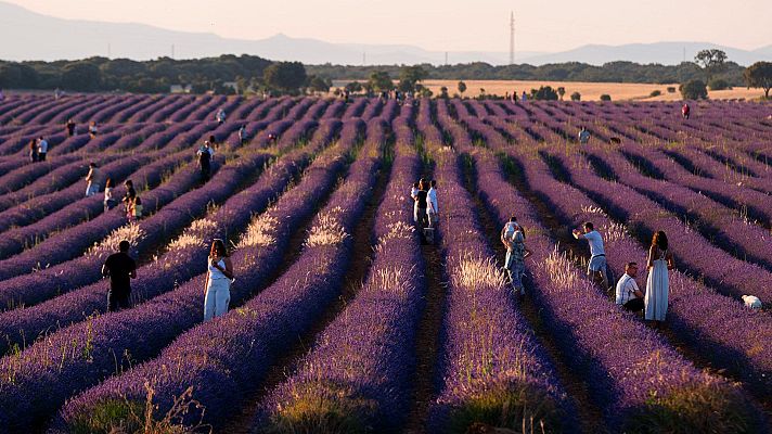 Telediario 2 - Se adelanta la cosecha la lavanda para evitar una plaga de gusanos que amenaza el cultivo