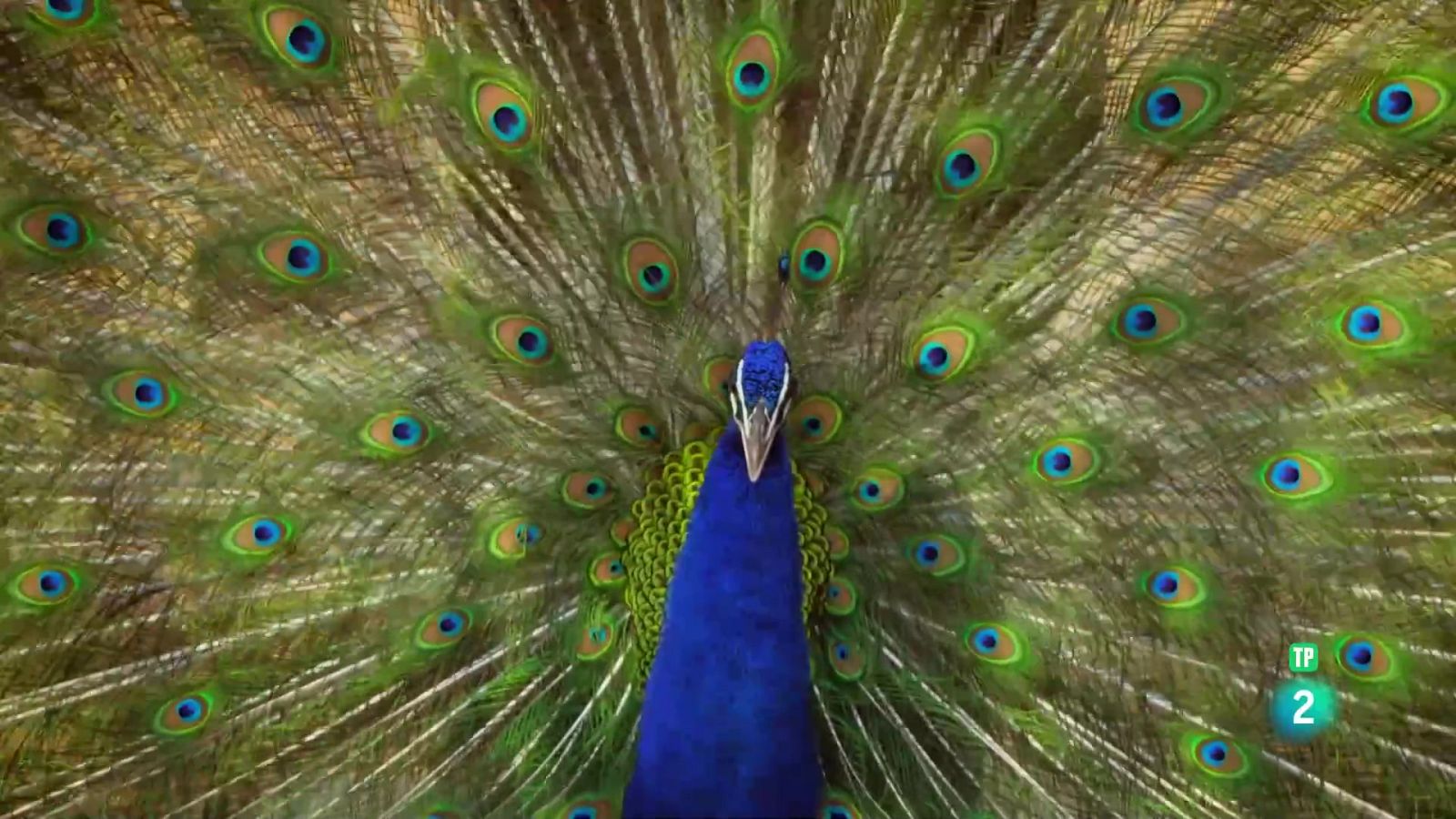 Grans Documentals - La vida en color amb David Attenborough: El color com a disfressa - Veure ara