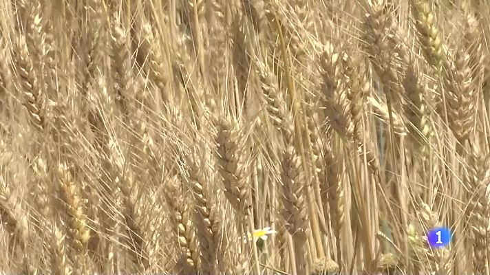 Informativo Telerioja - Telerioja en 2' - 14-08-2024