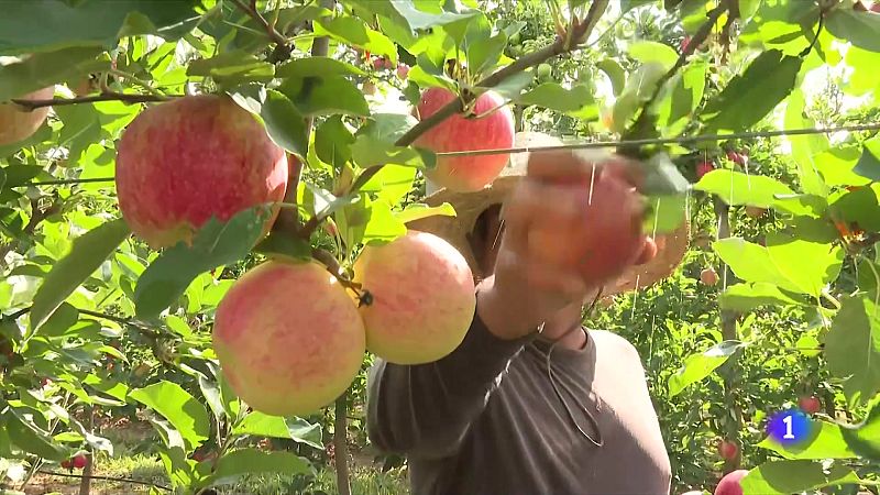 Poma de Girona preveu una collita històrica - L'Informatiu | Veure