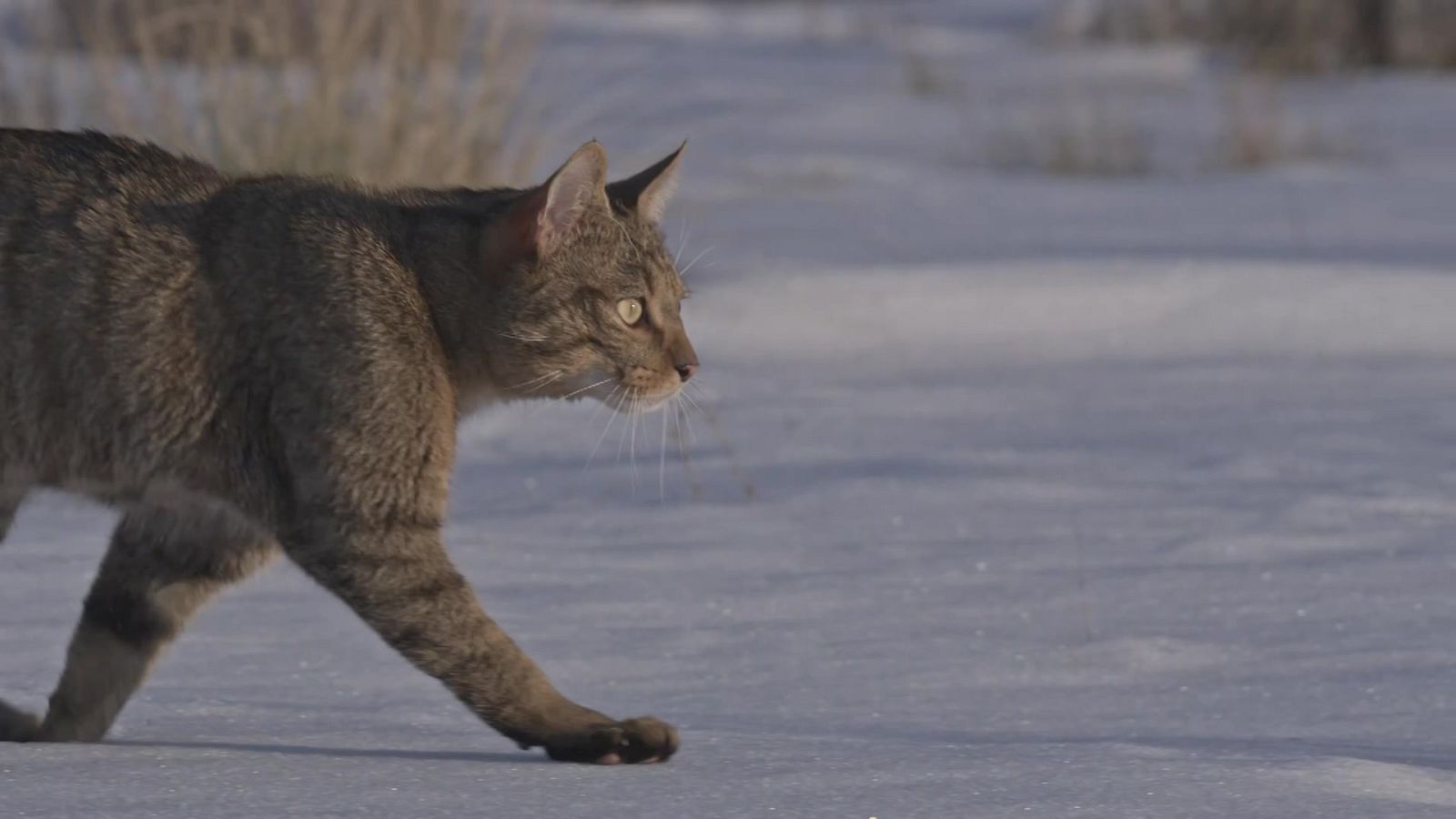 Grans Documentals - Caçadors mediterranis - Veure ara