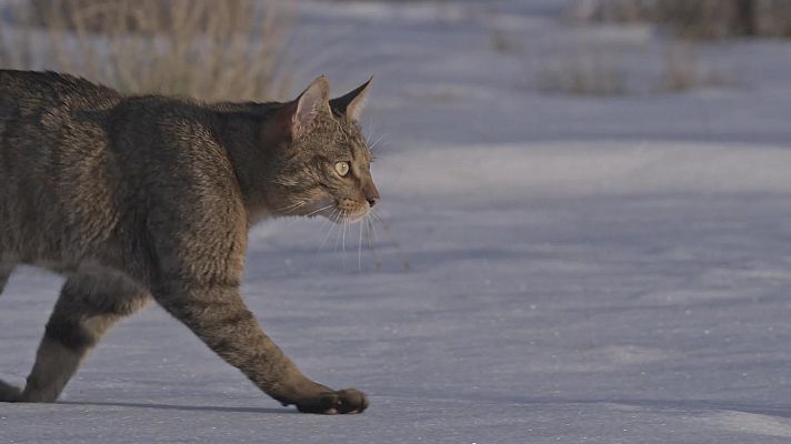 Som Documentals - Caçadors mediterranis