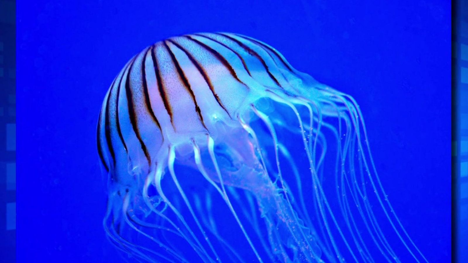 Saber y ganar. Edición de fin de semana - 17/08/24 - ver ahora