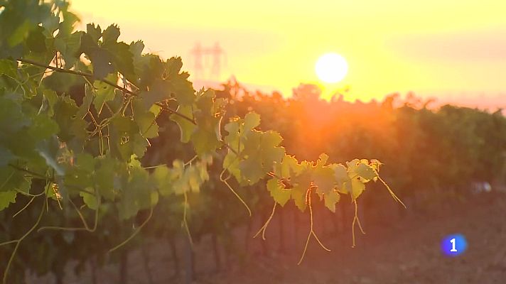 Informativo Telerioja - Informativo Telerioja - 21-08-2024