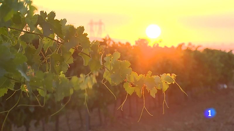 Informativo Telerioja - 21-08-2024 | Ver