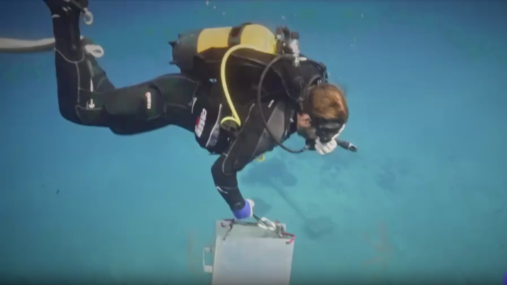 Telediario 1 - Los "Jardineros del Mar" que recuperan los sebadales, las praderas submarinas de Tenerife