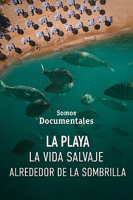 Som Documentals - La platja: la fauna al voltant del para-sol