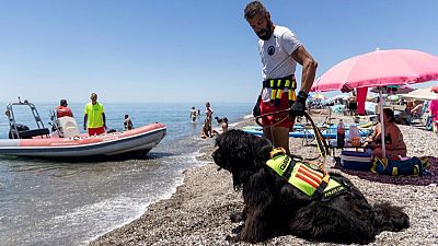 Rescatistas de cuatro patas en las playas de M�laga - La tarde en 24h | Ver