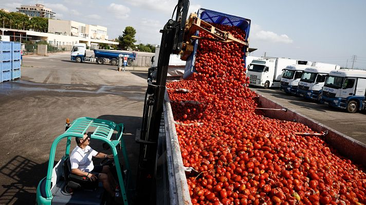 Informativo 24h - Más de 120.000 kilos de tomates, listos para la Tomatina de Buñol