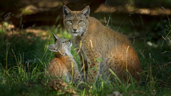 Telediario Fin de Semana - Lince, oso panda o águila: casos de éxito de la recuperación de especies en peligro de extinción