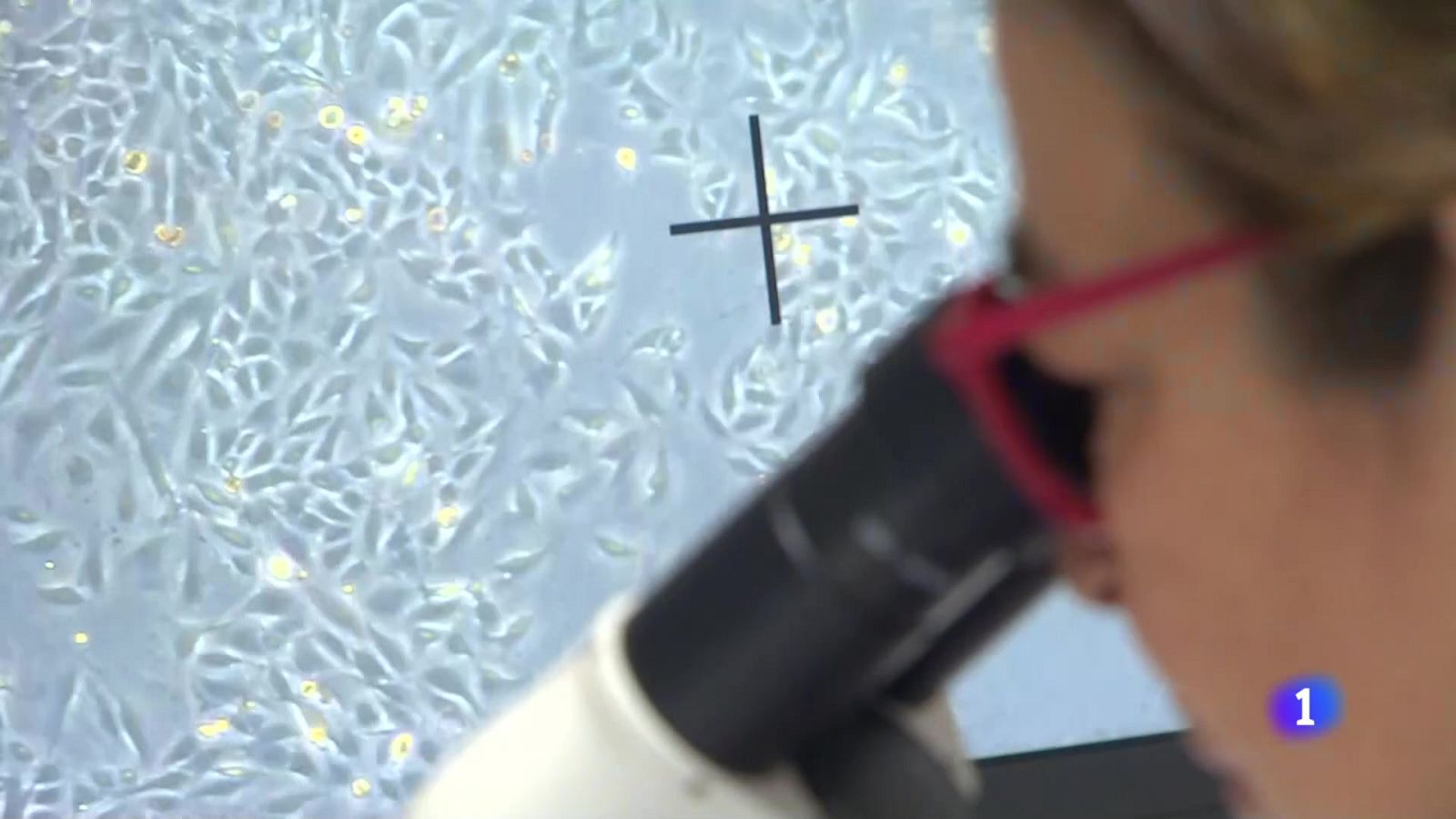 L'Informatiu de la Comunitat Valenciana 1 - 02/09/24 | Ver