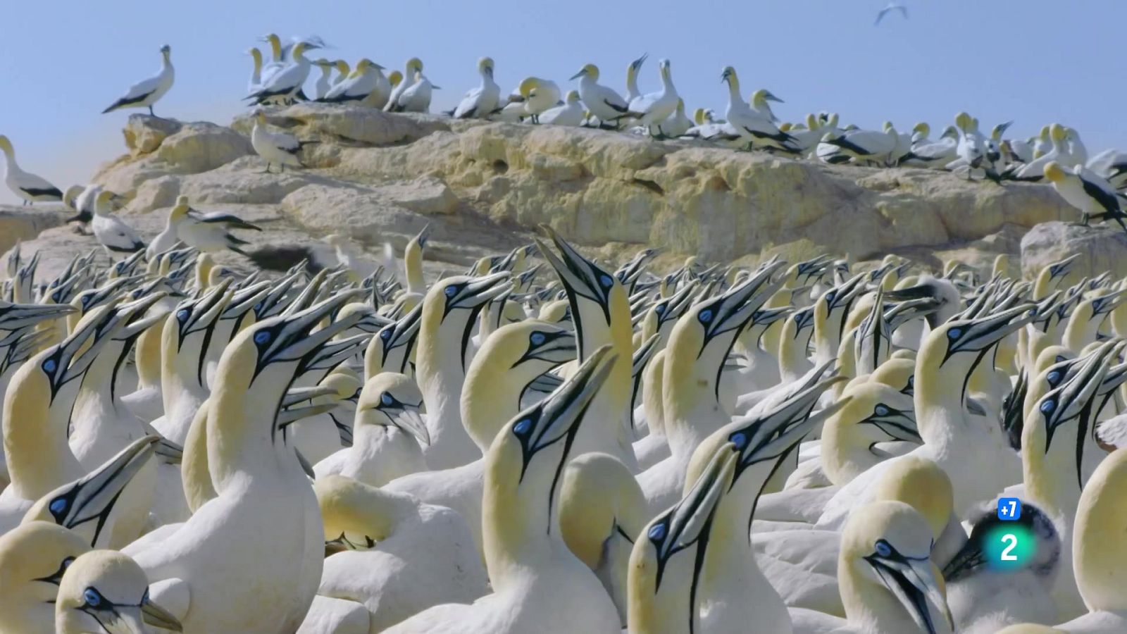 Grans Documentals - L'any salvatge a Àfrica: Primavera - Veure ara