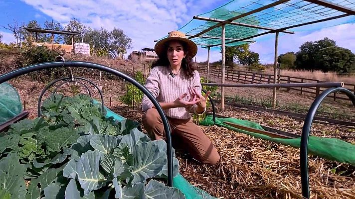 Com cultivar sense llaurar el camp?