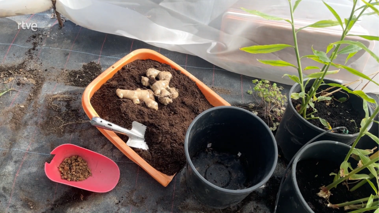 Cultivar gingebre - Va de Verd - Va de verd | Veure