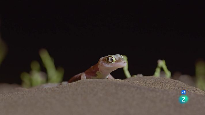 Som Documentals - L'any salvatge a Àfrica: Estiu