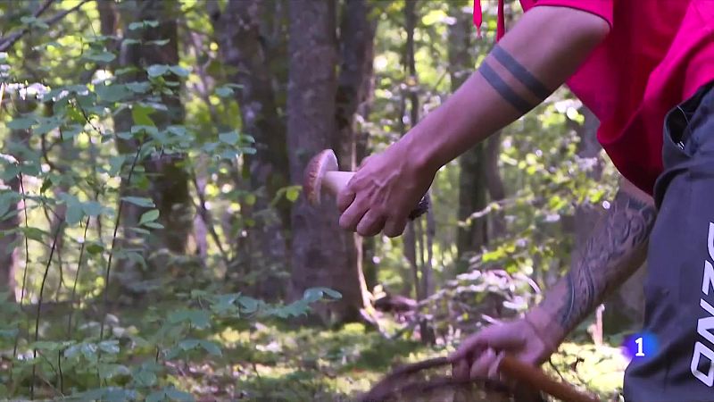 Comença la temporada de bolets - L'Informatiu | Veure