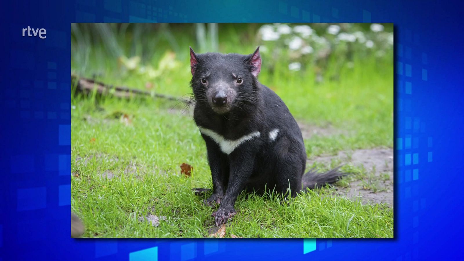 Saber y ganar. Edición de fin de semana - 08/09/24 - ver ahora