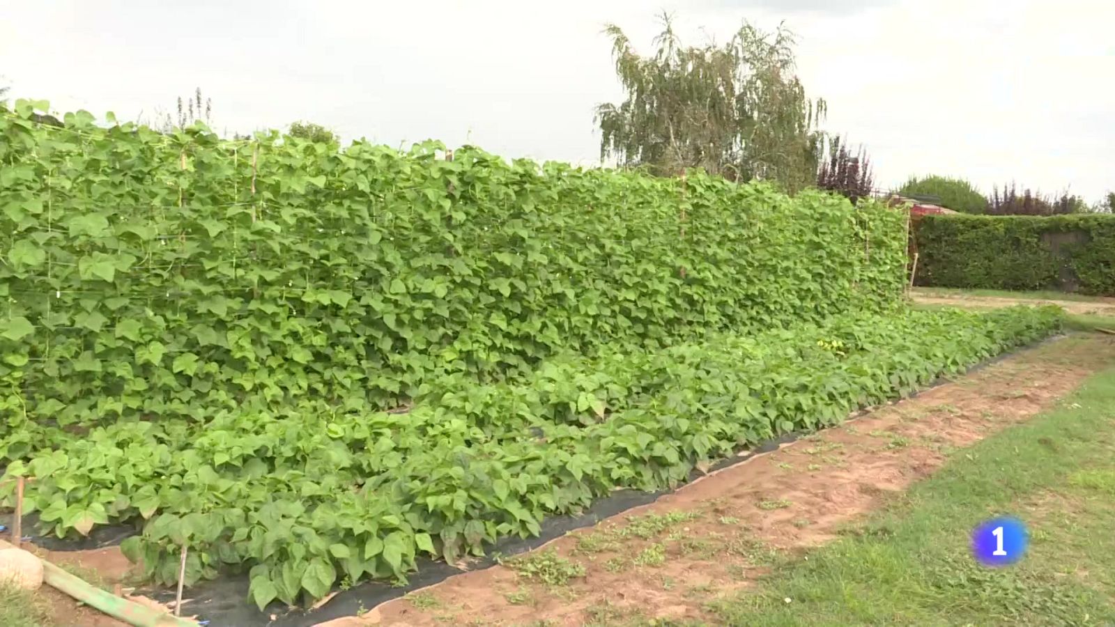 Informativo Telerioja 2 - 09-09-2024 | Ver