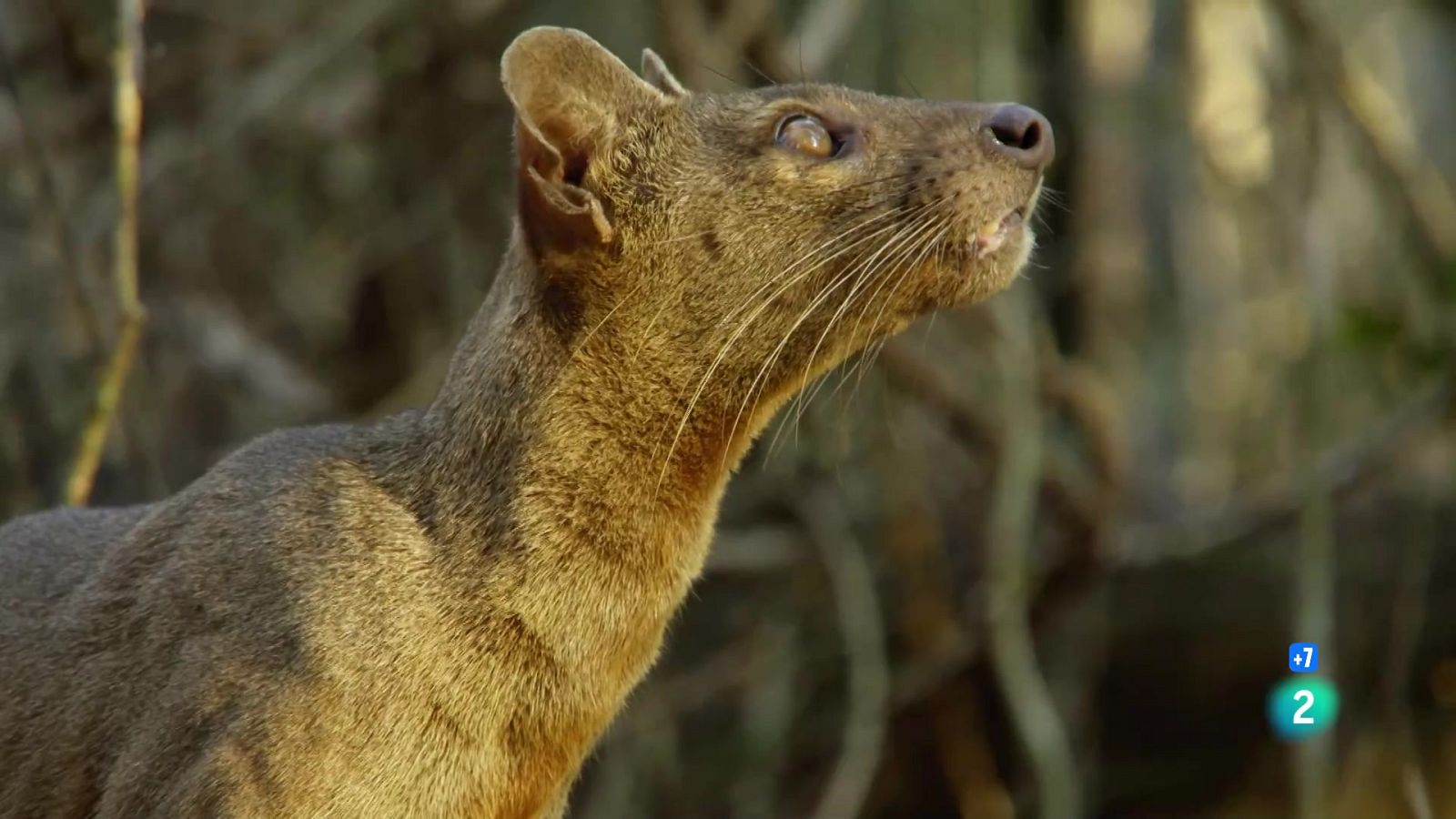 Grans Documentals - L'any salvatge a Àfrica: Tardor - Veure ara
