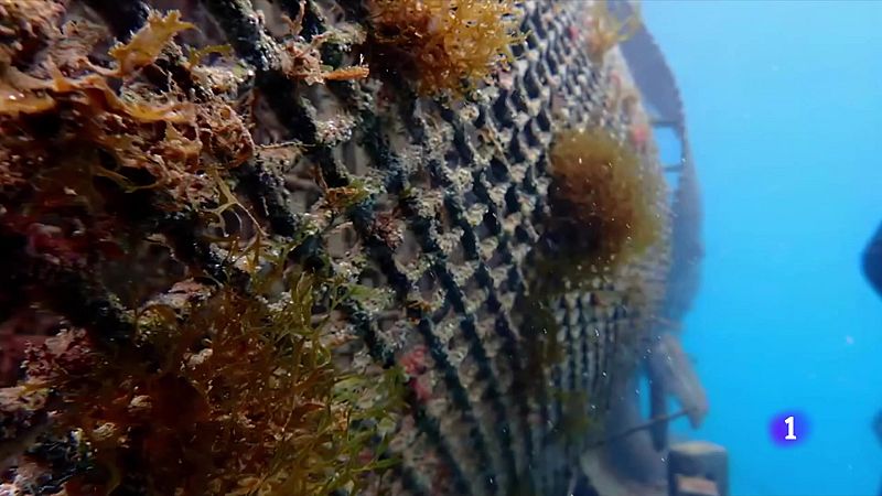 Microesculls artificials per restaurar la biodiversitat marina - L'Informatiu | Veure