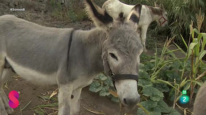 Somos 8 - Somos 8 - 13/09/2024