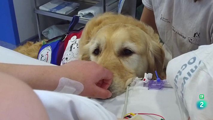 La aventura del Saber - Intervenciones Asistidas con Animales