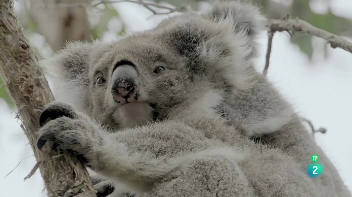 Som Documentals - De l'alba al crespuscle: La febre de la primavera a Austràlia