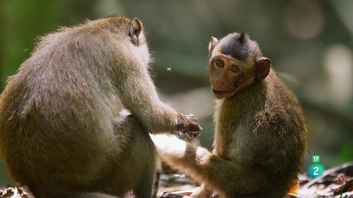 Som Documentals - De l'alba al crepuscle: El dia més llarg de l'Àsia