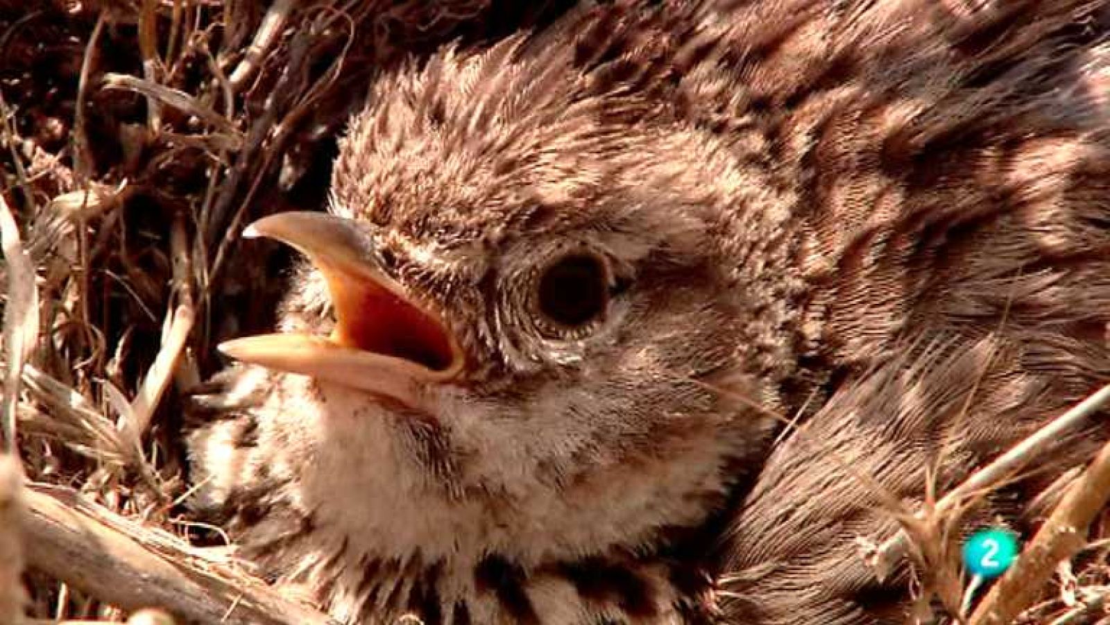 Biodiario - 24/12/12 - ver ahora